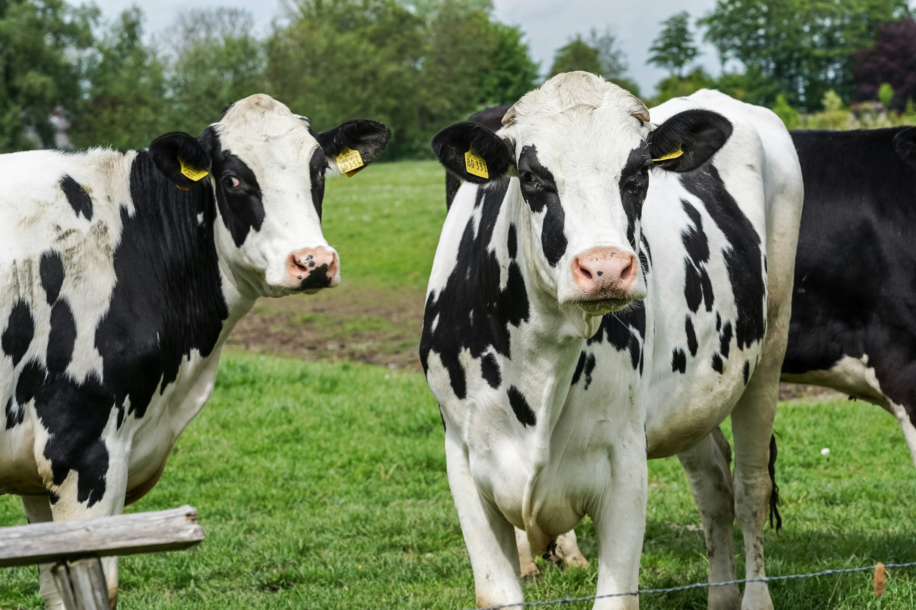Dos vacas lecheras blancas y negras de pie en un prado verde